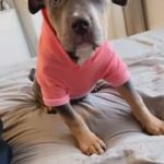 Isla American Bully in Wiltshire