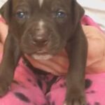 Beautiful Chocolate Female Staffordshire Bull terrier Cross American Bulldog in Wiltshire