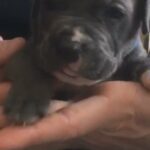 Staffordshire Bull Terrier Cross American Bulldog in Wiltshire
