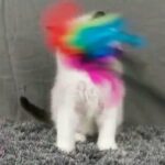RAGDOLL SEAL BI COLOUR BOY EU LINE in Wakefield