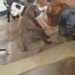 Staffordshire Bull Terrier Cross American Bulldog in Wiltshire