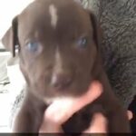 Staffordshire Bull terrier Cross American Bulldog in Wiltshire