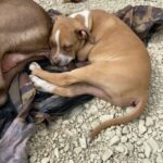 Xl Bully Last Male in Trafford