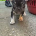Frenchie Pups in Birmingham