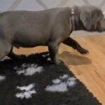 Staffordshire bull terrier boy in East Staffordshire