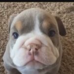Looking To CO-OWN a Puppy in Southampton