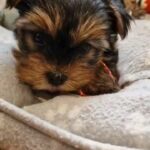 Beautiful Purebred Yorkie Pups For Sale in East Devon