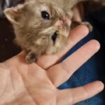 British shorthair chocolate tortie in Sheffield