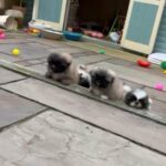 Biggiwigs Pekingese Puppy Availability in Sheffield