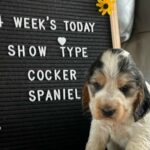 Show Type Cocker Spaniel Puppies , KC Reg, Health Tested Parents in Boston