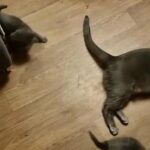 Cat Girl Russian Blue in Manchester