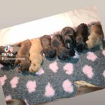 xlbully puppies in Birmingham