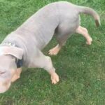 Xl bully tri lilac Stud in Wolverhampton