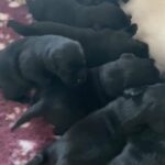 LABRADOR PUPPIES FROM HEALTH TESTED PARENTS in County Durham
