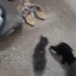 4 kiten dritish short rusian in Staffordshire