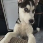 Siberian Husky Puppy For Sale in Calderdale