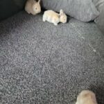 8 Rabbits for sale in Glasgow