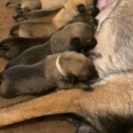 Belgian Malinois Puppies in London