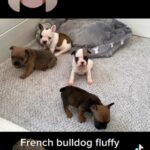 French Bulldog in Nottingham