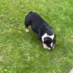Female English Bulldog in Liverpool