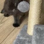Paws - Male Kitten - Litter Trained. Ready To Go in London