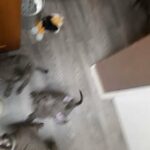 Thai ridgeback pup in Sheffield