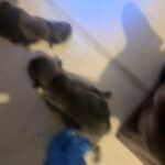 French Bulldog Kc Registered in Kingston upon Hull