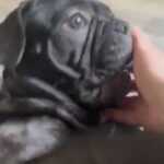 Frenchbulldog in Hertfordshire