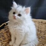 Angora X Persian male kitten in London