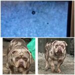 Bossy Pocket Bully Stud in Leeds
