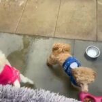 Chocolate Merle Toy Poodle in Liverpool
