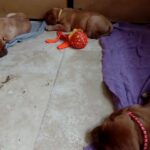 7.5 week old Dogue de Bordeaux puppies in Rochdale