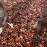 Akita 8 Week Old Male pup Or Swap With Frenchie Pup in Birmingham