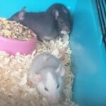 baby rats for sale in Thurrock