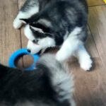 Siberian Husky puppies in London