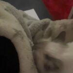 Ragdoll kittens available in Cardiff