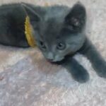 5 Amazing Kittens in London