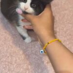 2 Kittens in London