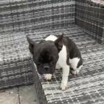 French Bull Dog Girl 15 Months Old Due 3 Rd Season in Shropshire
