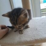 only today price reduced for bengal male kitten in Poole