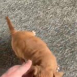 American Bandogge Mastif in Caerphilly