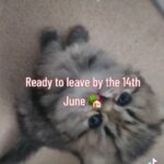 Pure Persian Kittens Girl & Boy Pedigree 5 Generations in Manchester