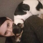 Cookie, mini Jack Russel, 1 year 5 months old in Bristol
