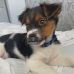 Jack Russle Puppy in County Durham