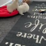 Tiny Quality Pomchi in Coventry