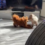 Toy Poodle Stud in Leeds