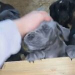Cane Corso Puppies in Newcastle upon Tyne