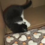 8 Week Old Kitten, Misty in Staffordshire