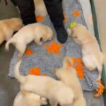 Stunning Kc Reg Golden Retrievers Ready Now in London