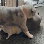 American Bully Pocket in Manchester